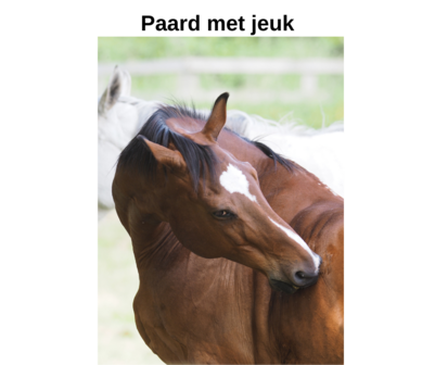 Paard Met Jeuk